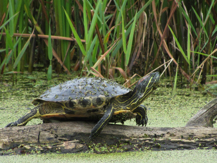 Red-ear Slider